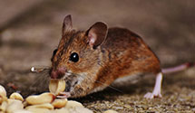 24 Hour & Emergency Exterminators in North Smithfield, RI